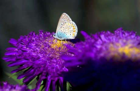 Butterfly Moths And Butterflies Brush Footed Butterfly Flower
