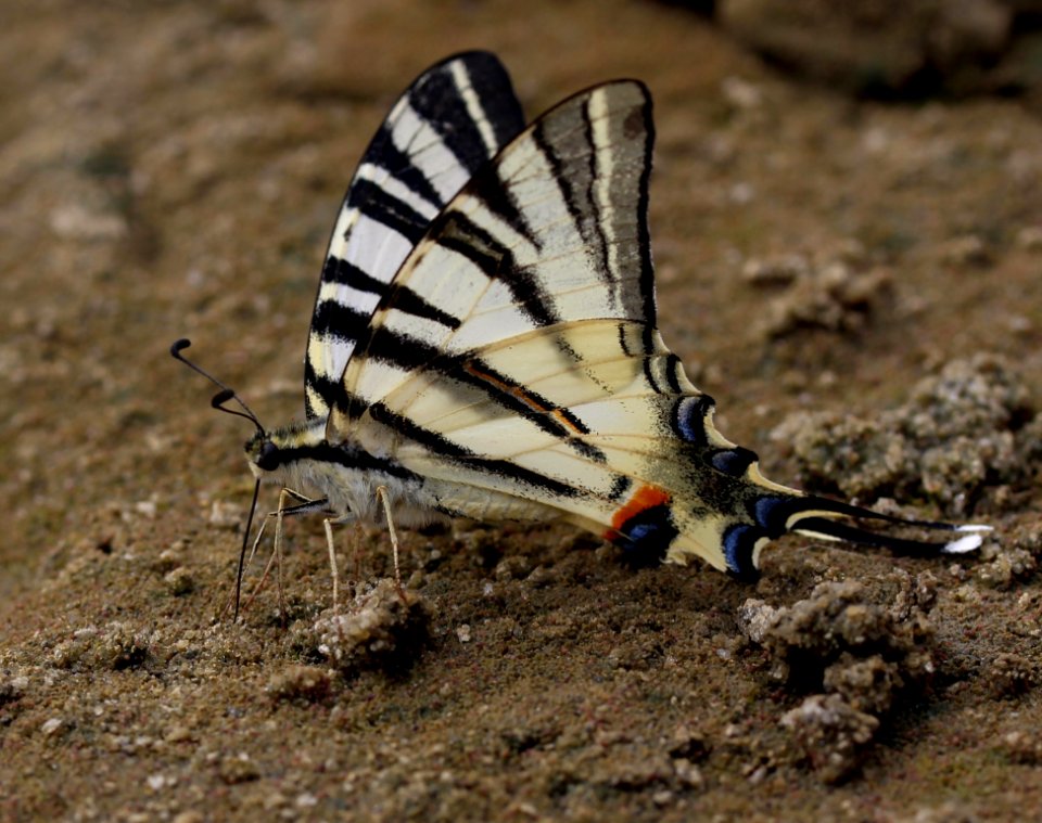 Moths And Butterflies Butterfly Insect Invertebrate