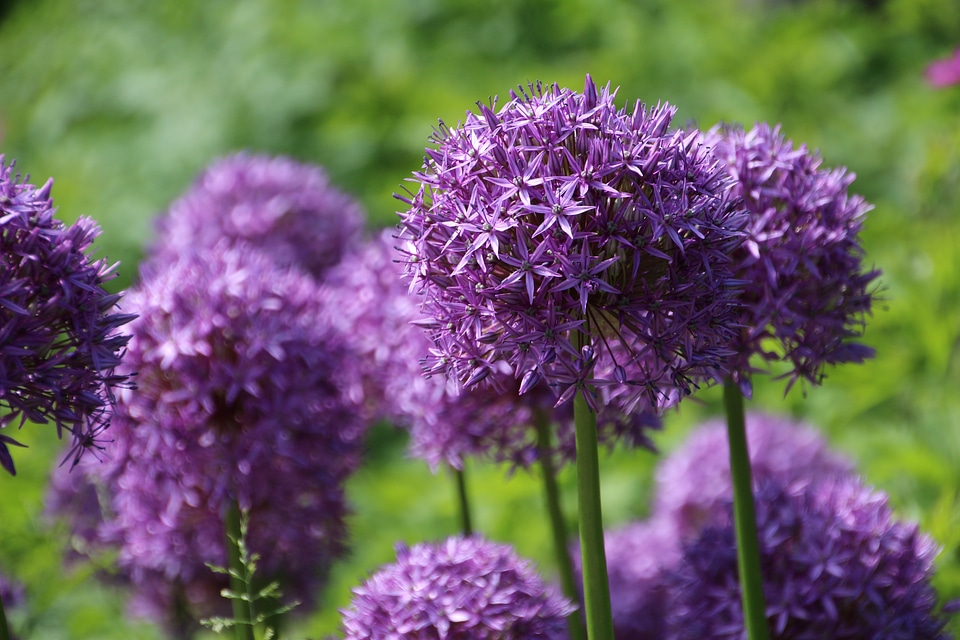 Onion plant blossom bloom