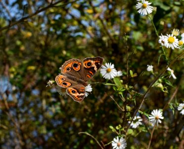 Butterfly Moths And Butterflies Brush Footed Butterfly Insect photo