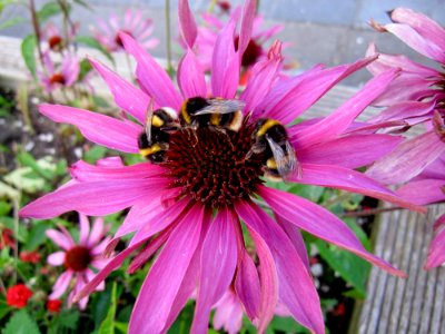 Flower Nectar Flora Bee