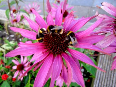 Flower Nectar Flora Bee photo