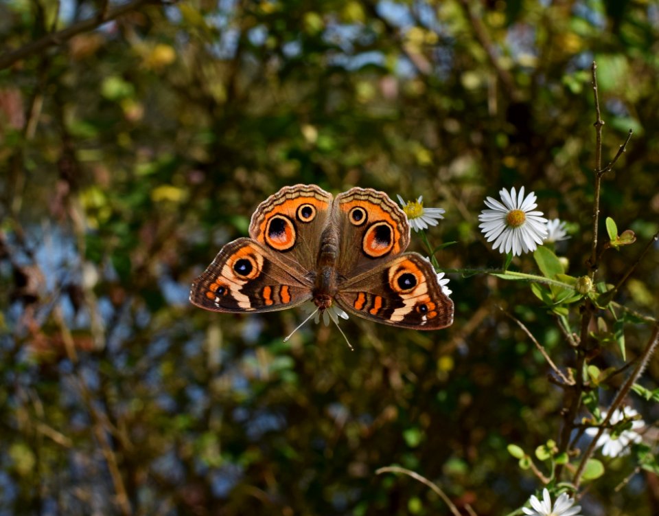 Moths And Butterflies Butterfly Insect Invertebrate