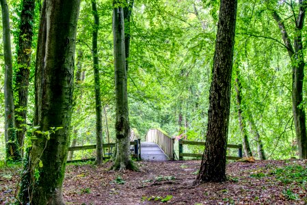 Woodland Green Nature Forest