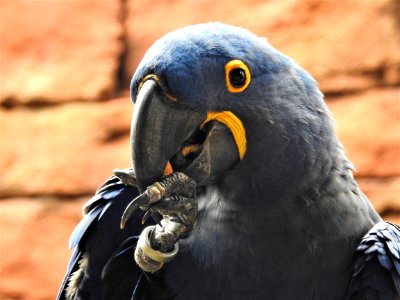 Beak Bird Parrot Macaw photo