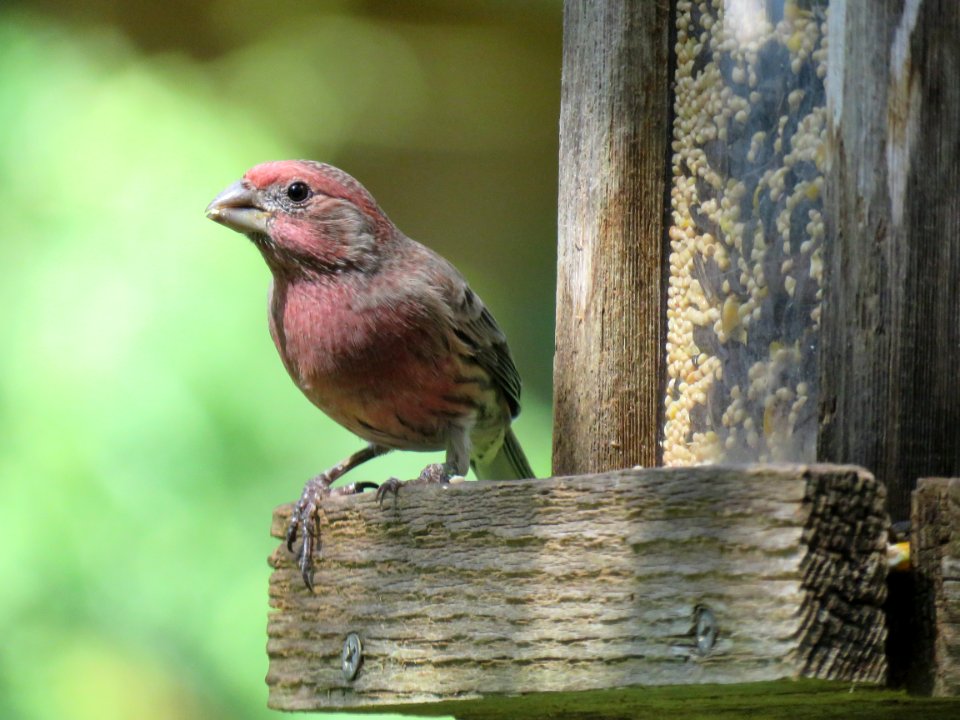 Bird Fauna Beak Finch