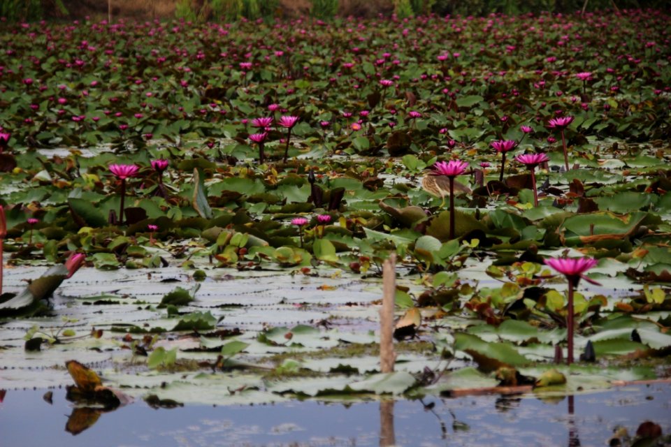Plant Flower Flora Ecosystem