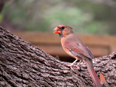 Bird Finch Fauna Beak photo
