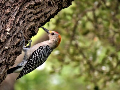 Bird Woodpecker Fauna Beak