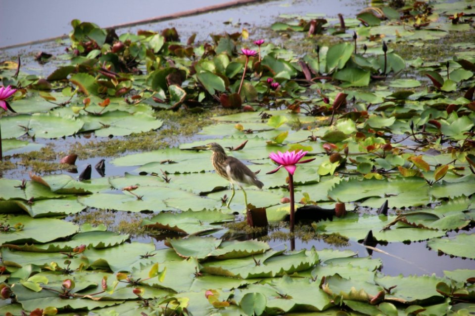 Ecosystem Plant Fauna Flora