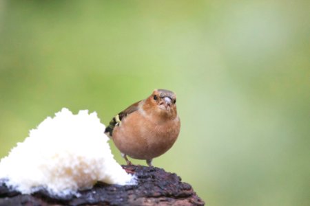 Bird Fauna Finch Beak