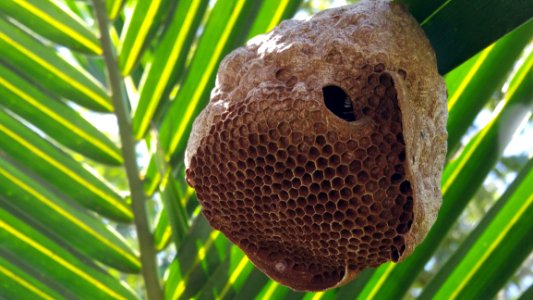 Organism Terrestrial Animal Insect Honeycomb