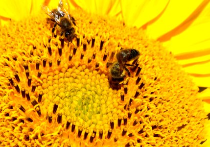 Honey Bee Bee Nectar Yellow photo