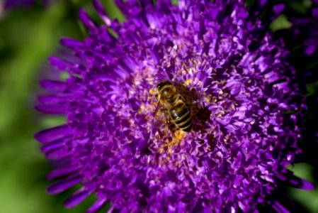 Honey Bee Bee Flower Nectar photo