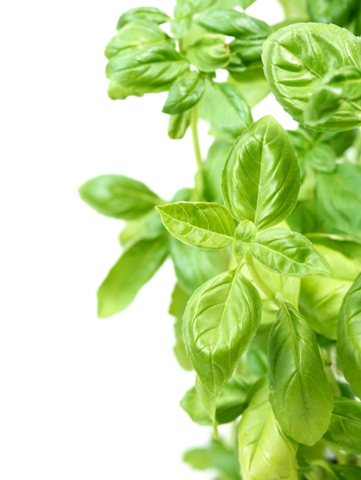 Basil Plant Herb Lemon Basil