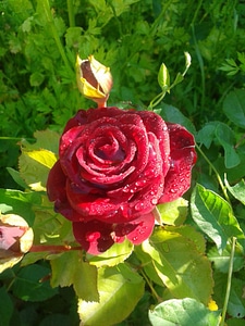 Flower red rose rose blooms photo