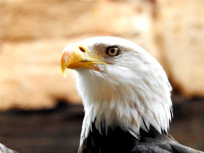 Bird Of Prey Bird Beak Eagle photo