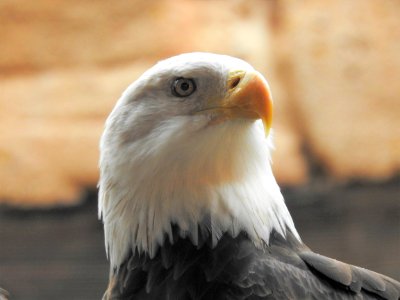 Bird Bird Of Prey Beak Eagle photo