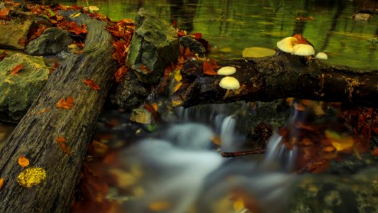 Water Nature Leaf Reflection photo