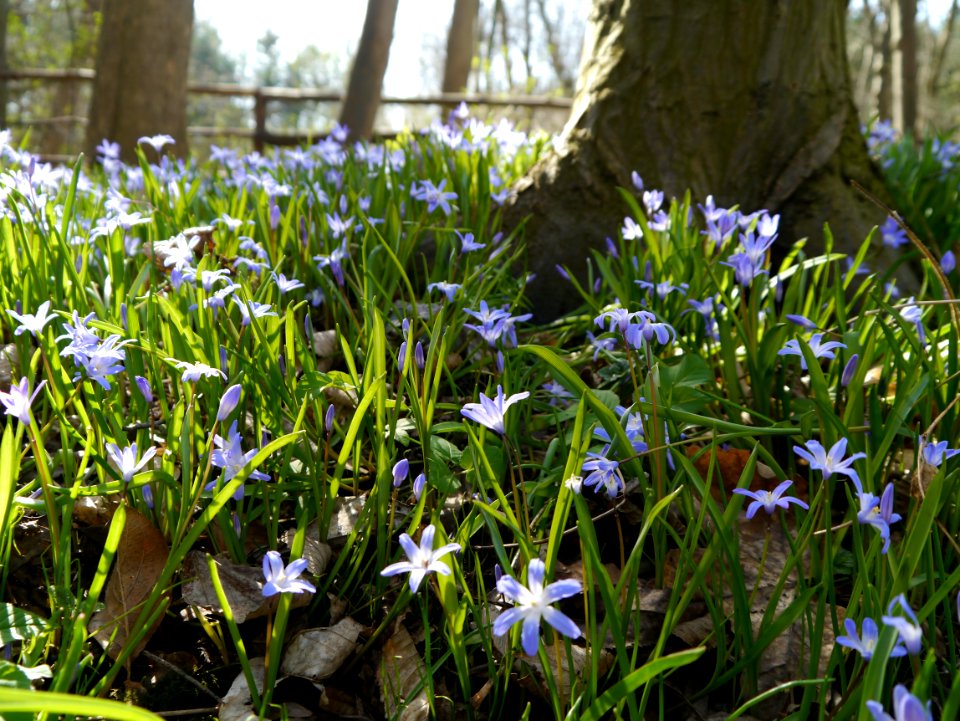 Plant Flower Flora Spring