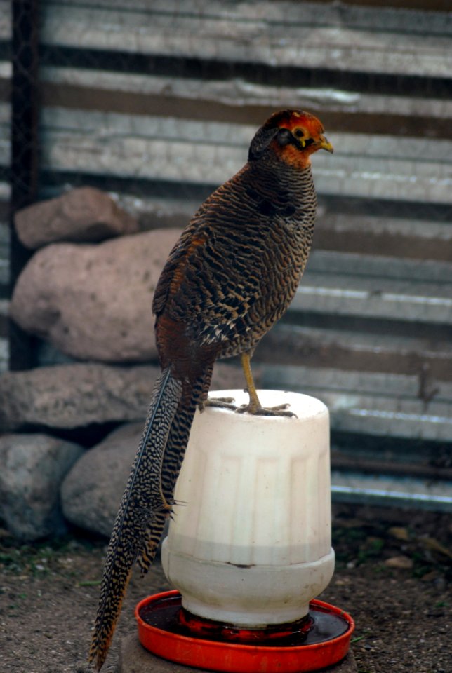 Beak Galliformes Fauna Bird