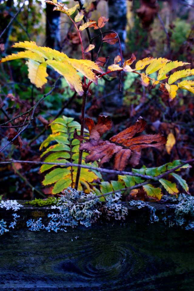 Water Leaf Nature Vegetation