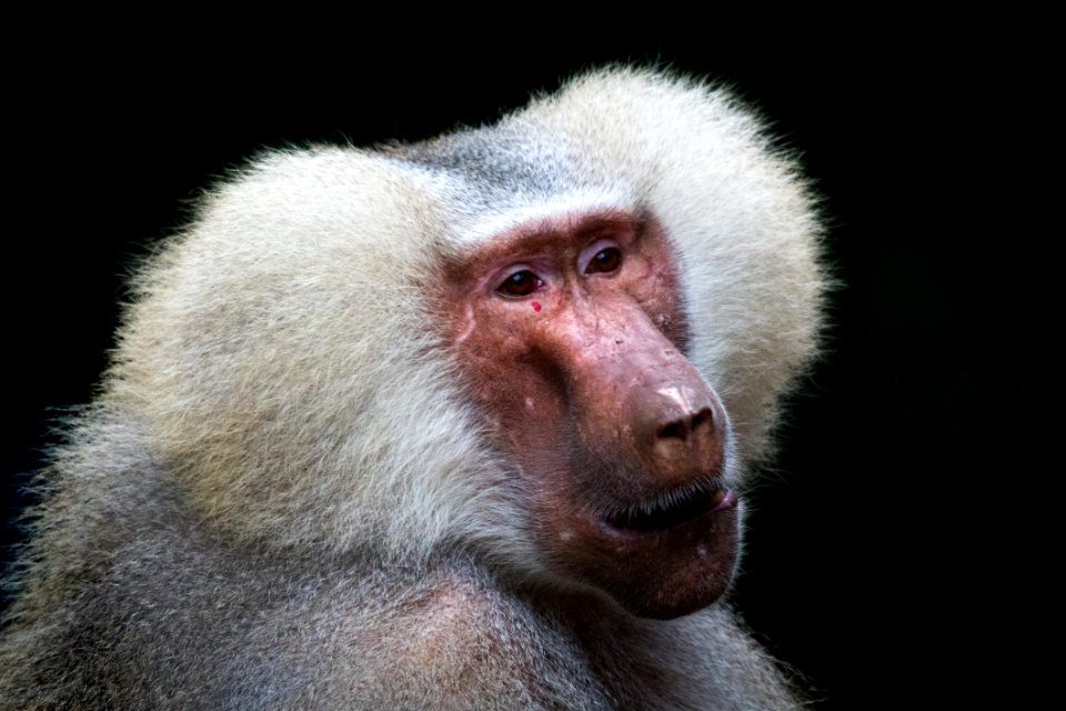 Macaque Mammal Primate Baboon photo