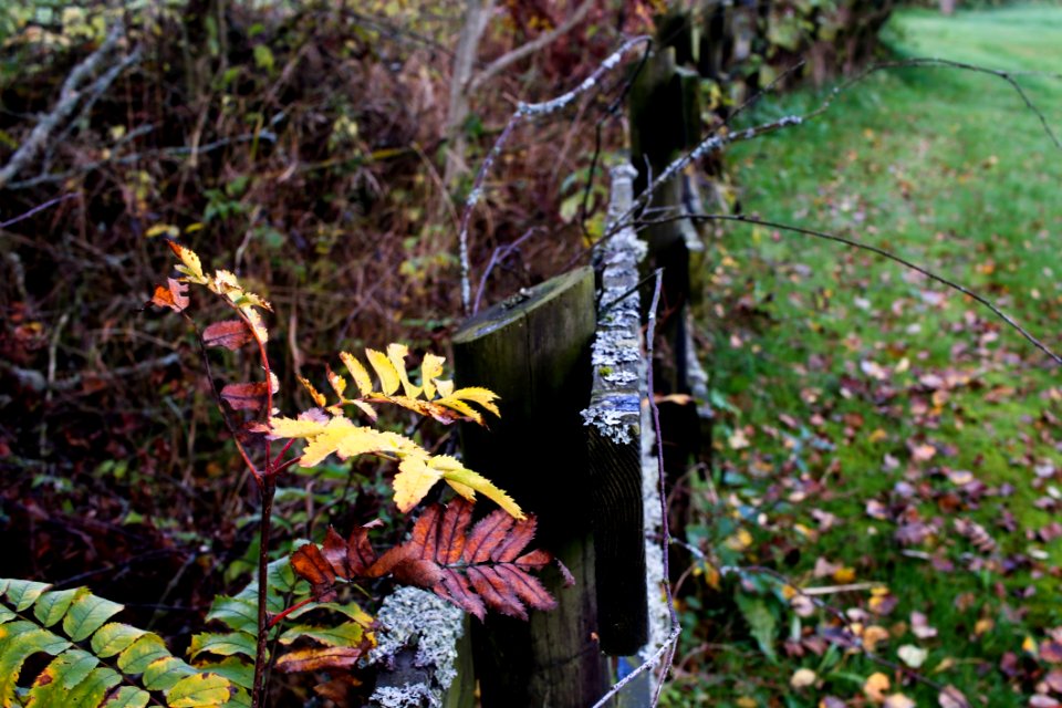 Plant Leaf Flora Vegetation