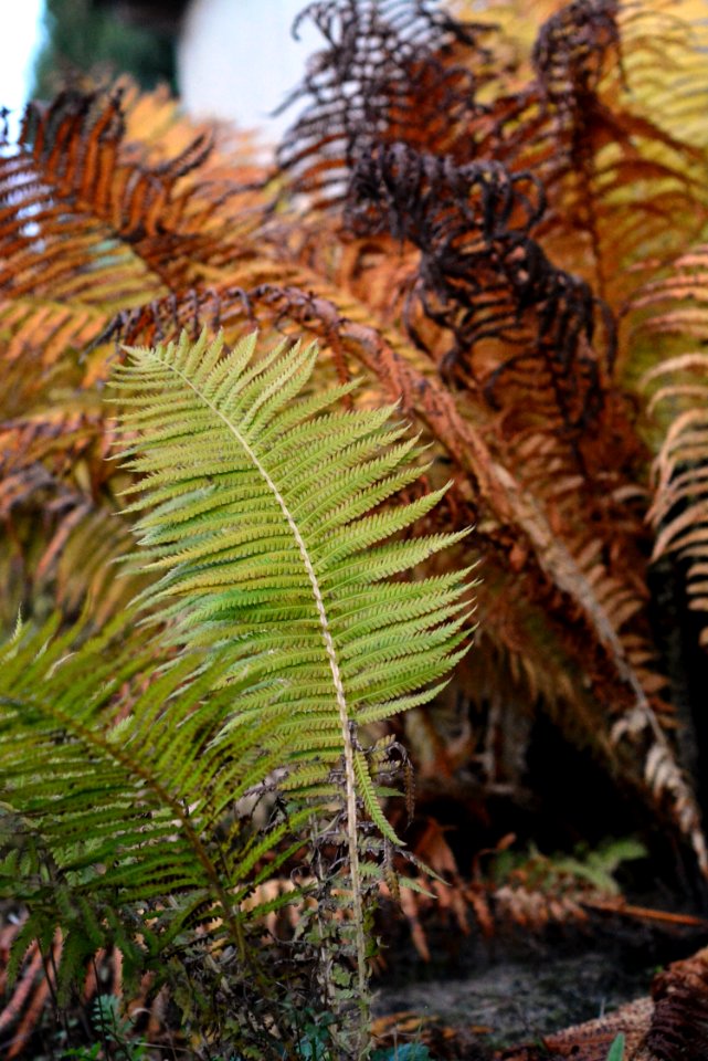 Plant Ferns And Horsetails Vegetation Fern photo