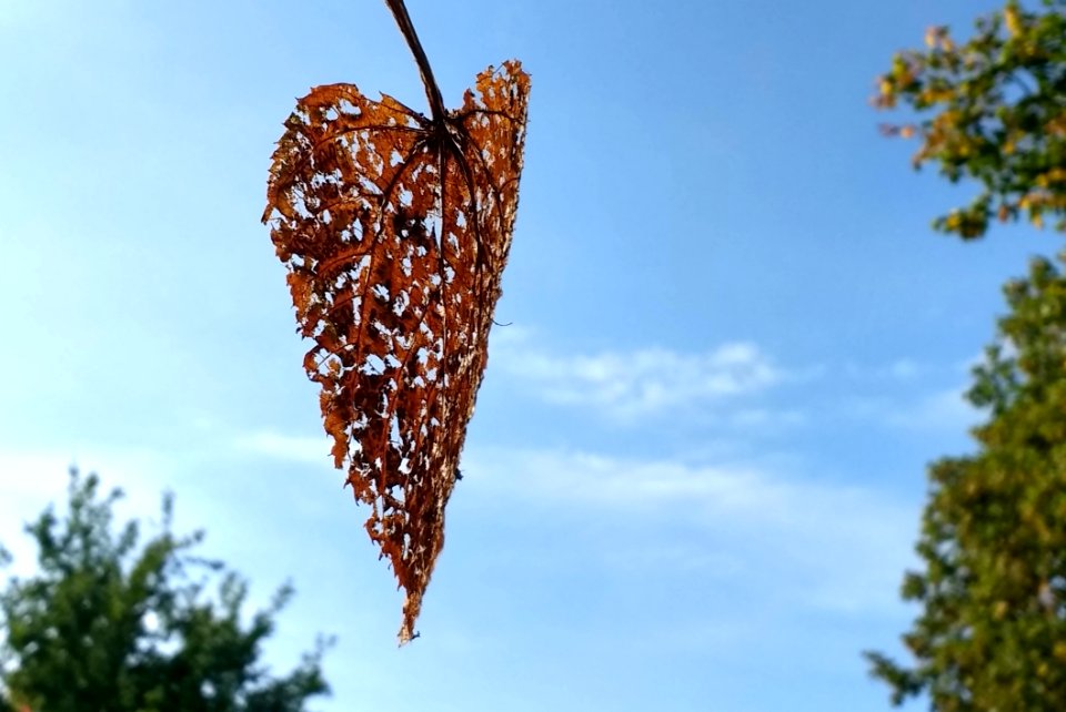 Leaf Sky Branch Tree