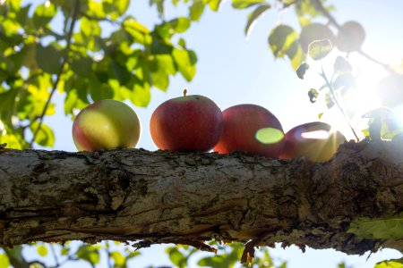 Tree Leaf Branch Fruit
