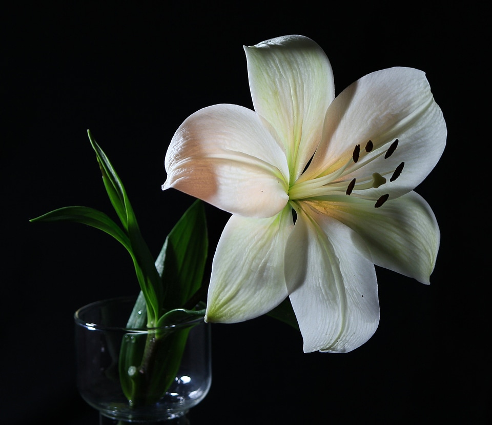 Florist cut flower fragrant