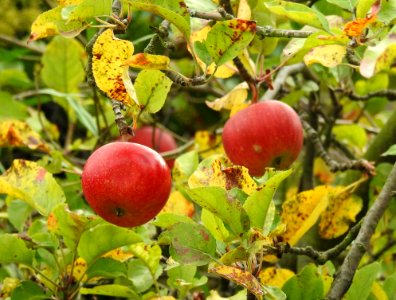Fruit Fruit Tree Apple Plant