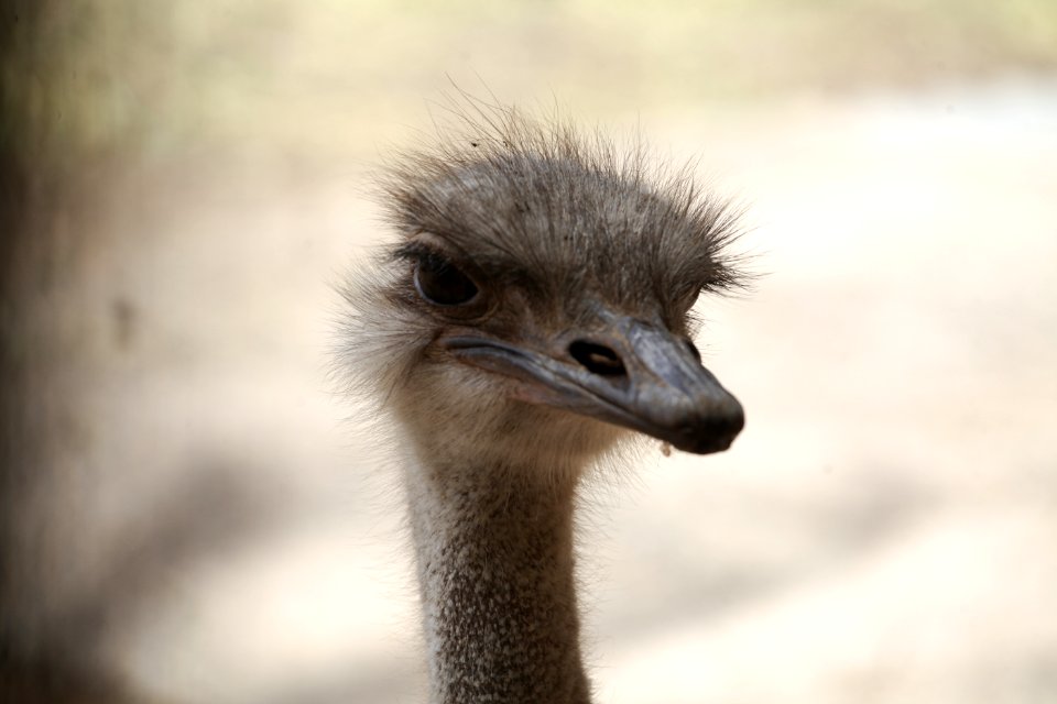 Ostrich Bird Beak Fauna
