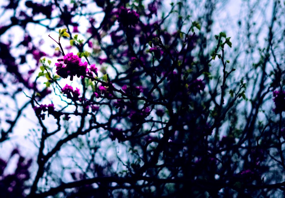 Purple Petal Flowers In Shallow Focus Photography