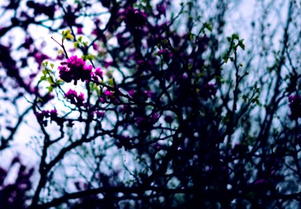 Purple Petal Flowers In Shallow Focus Photography