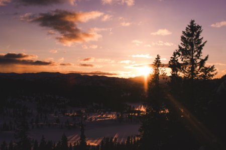 Silhouette Tree During Sunset photo