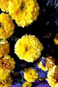 Flower Yellow Chrysanths Spring