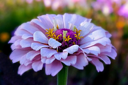 Flower Flora Purple Petal