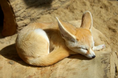 Fox Dog Like Mammal Mammal Fauna photo