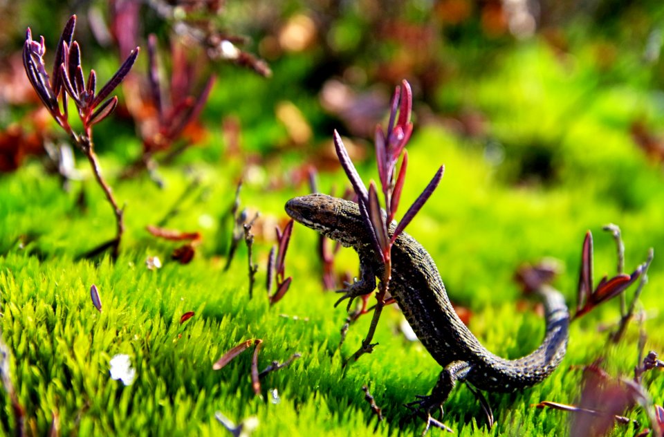 Brown And Black Lizard On Green Grass
