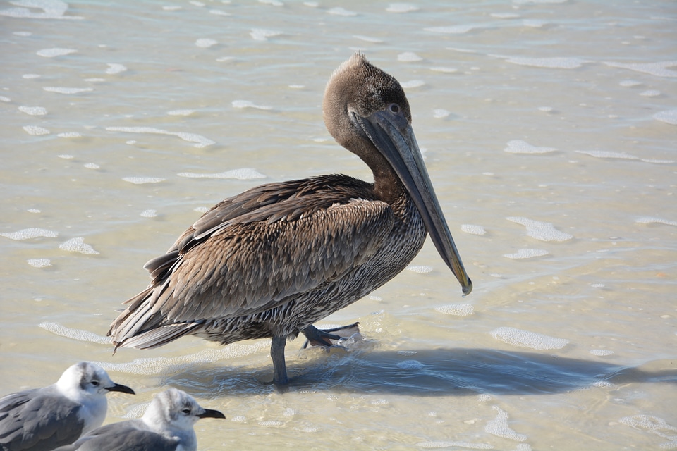 Waterfowl sea birds nature