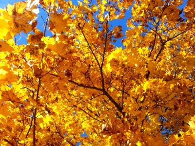Yellow Autumn Tree Branch
