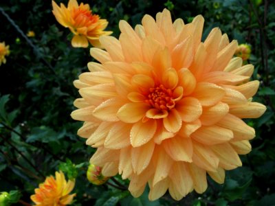 Flower Flowering Plant Plant Dahlia