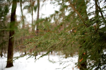 Snow Winter Tree Ecosystem photo