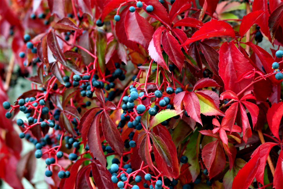 Leaf Plant Autumn Flora