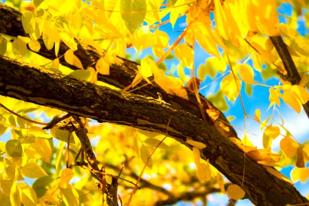 Branch Yellow Leaf Tree photo