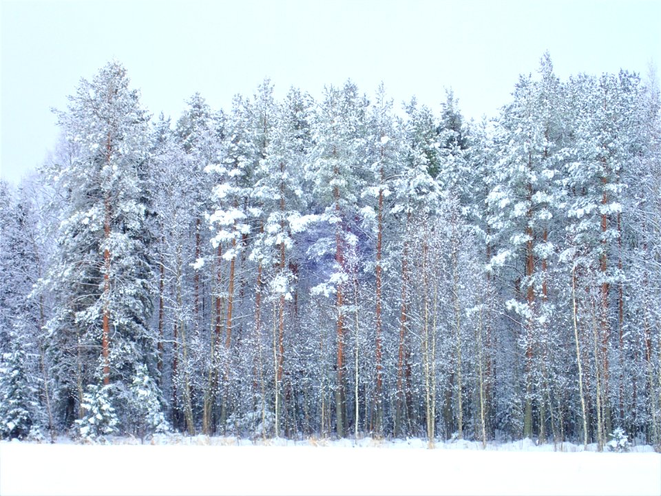 Winter Snow Tree Frost