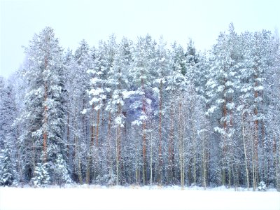 Winter Snow Tree Frost photo