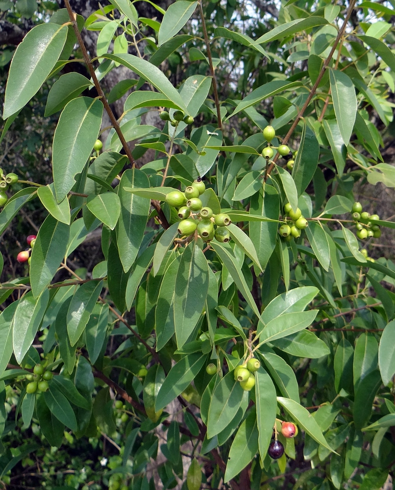 India tree organic